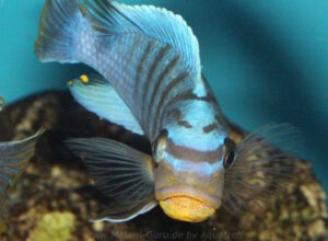 Metriaclima fainzilberi 'Kirondo'